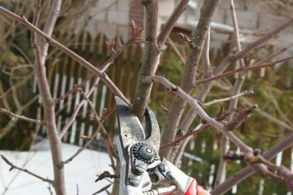 pruning pruning