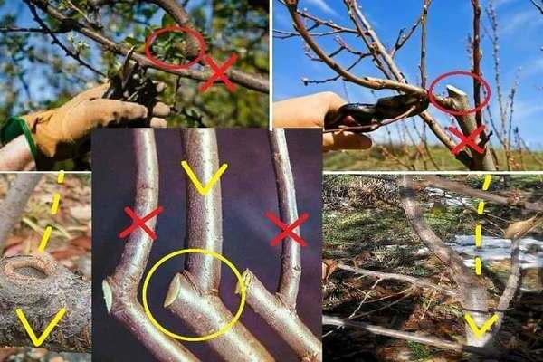 pruning pruning