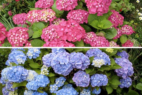 hydrangea changes color