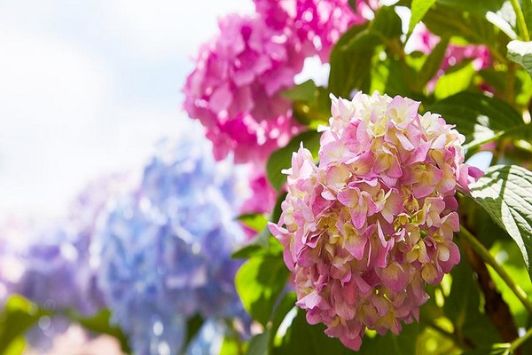 + kung paano baguhin ang kulay ng mga bulaklak na hydrangea