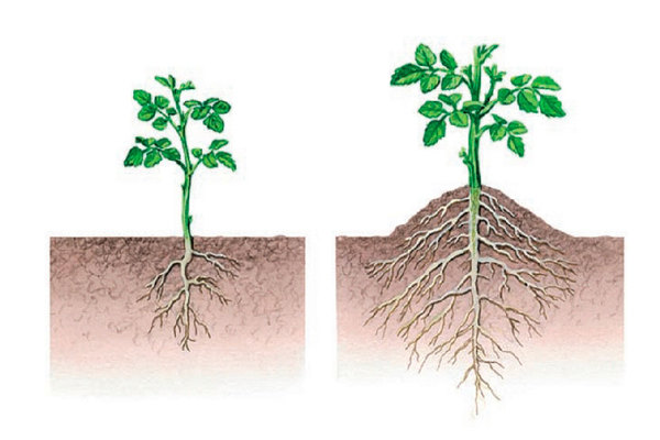 hilling tomatoes in a greenhouse