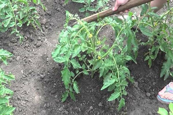 Hilling Tomaten im Freien