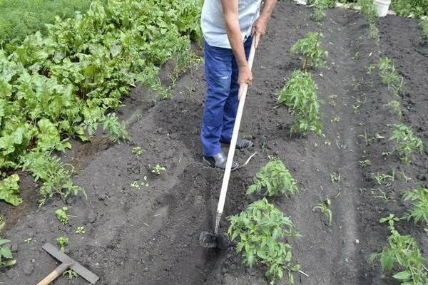 Hilling Tomaten im freien Feld