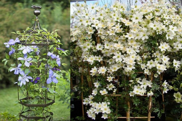 unterstützt + für Clematis + Foto zum Selbermachen