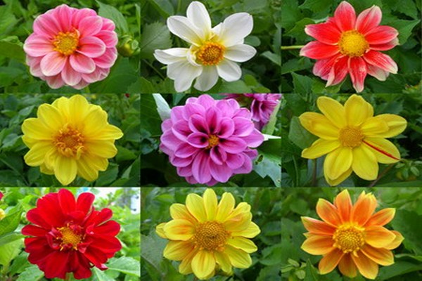 mga dahlias variety + na may larawan