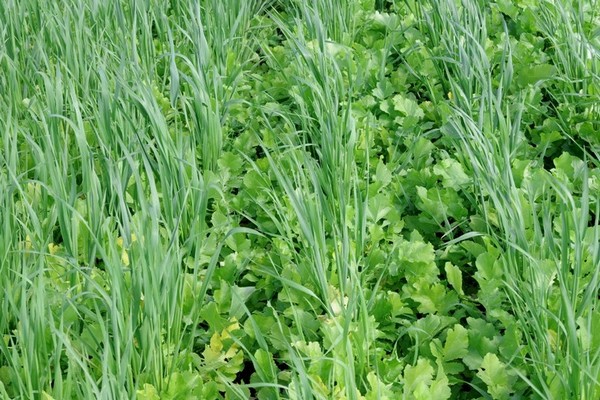 oats + as green manure benefits