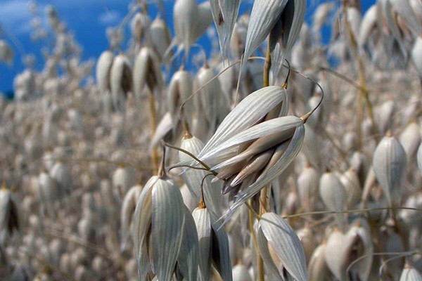 oats + like green manure