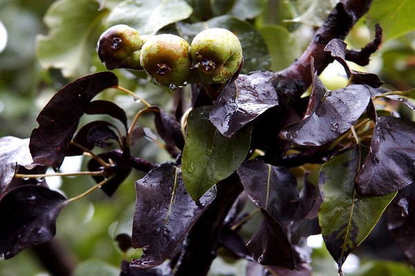 fire blight of apple tree treatment