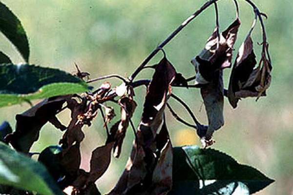 fire blight of an apple tree