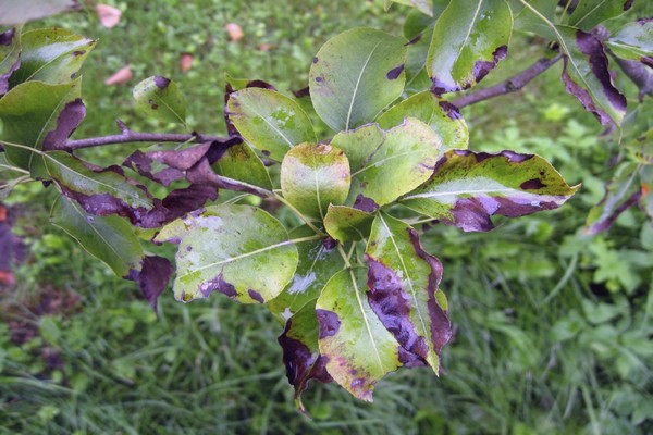 fire blight of apple leaves