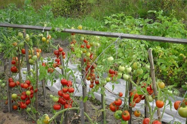 tomato cultivar stick