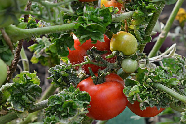 Tomatenstick Bewertungen Foto