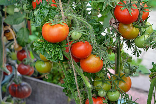 Tomatenstick Bewertungen Foto