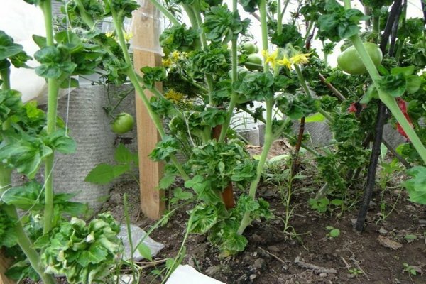 tomato cultivar stick