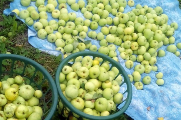 apple tree papaya photo