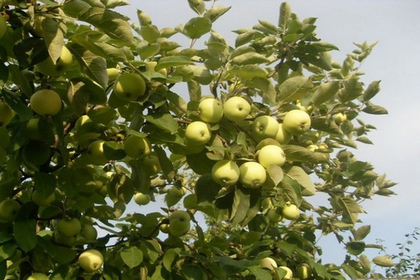 Apple tree