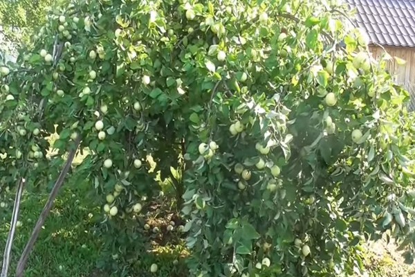 paglalarawan ng puno ng papaya apple