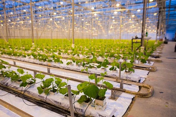 winter greenhouse + with heating