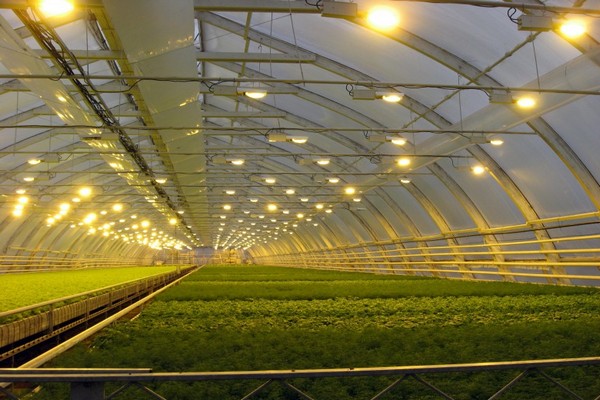 winter greenhouse