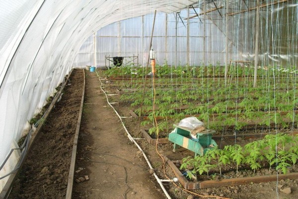 winter greenhouse