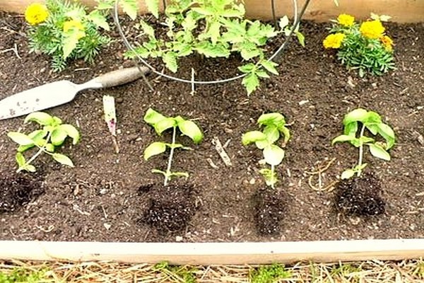 Garden hydrangea transplant technique