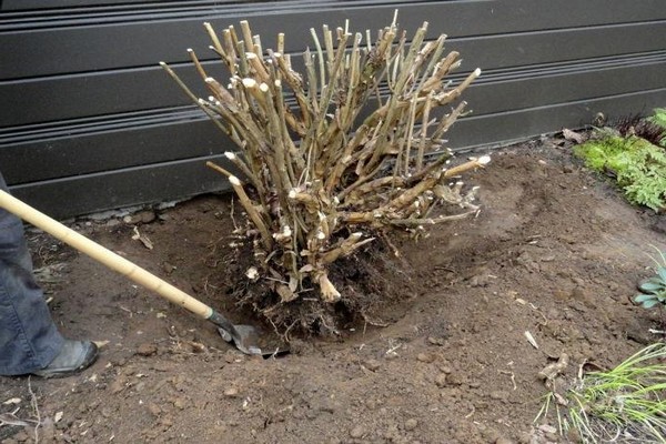 Garden hydrangea transplant technique