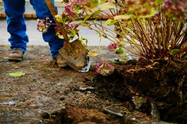 Garden hydrangea transplant technique