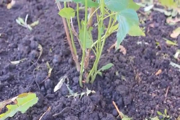 Garden hydrangea transplant technique