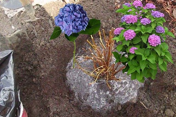 hydrangea transplant in autumn + to another