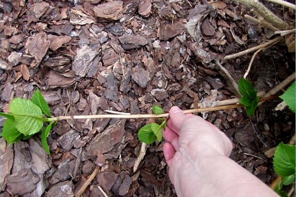 hydrangea panicle transplant