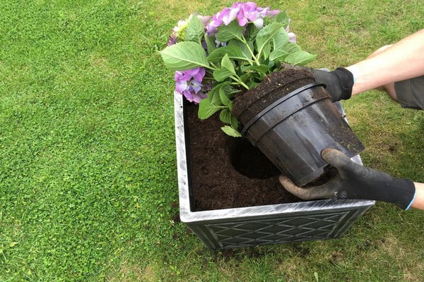 Garden hydrangea transplant technique