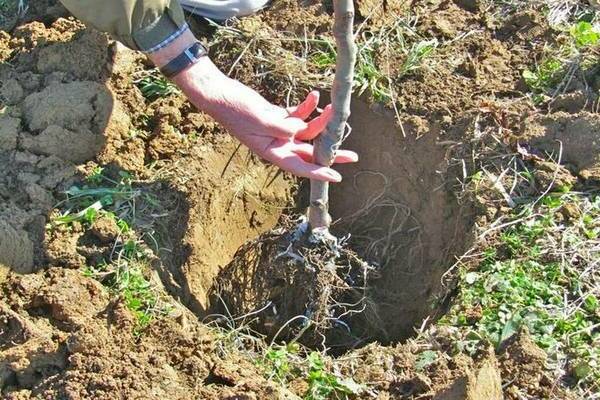 apple tree transplant