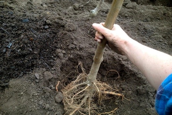 apple tree transplant