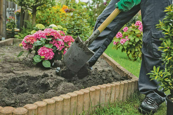 transplant hydrangea