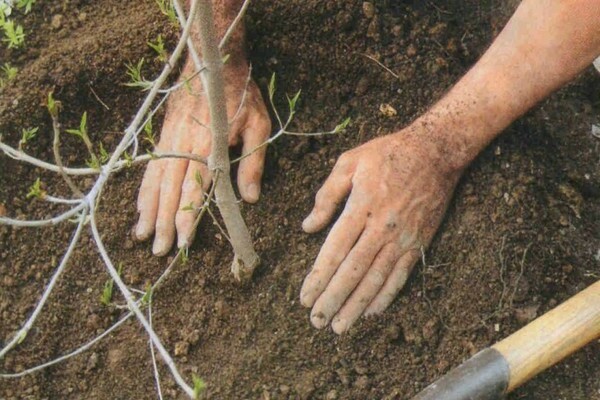 replant cherries