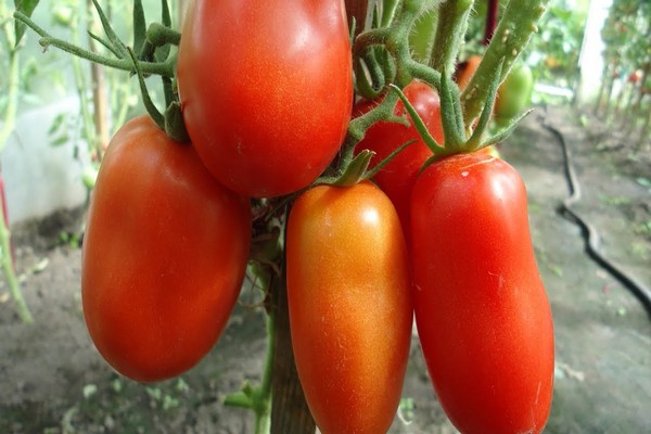 pfefferförmige tomate bewertungen pfefferförmige tomatensorten