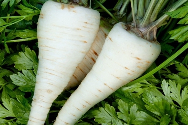 root parsley