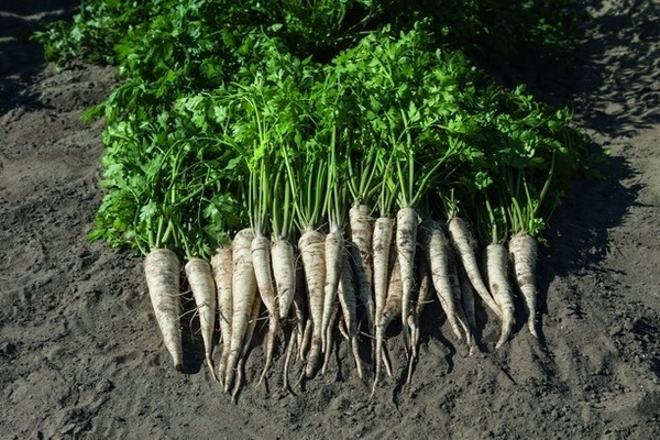 root parsley