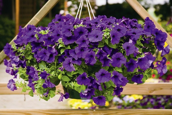 petunia gioconda multiflorous