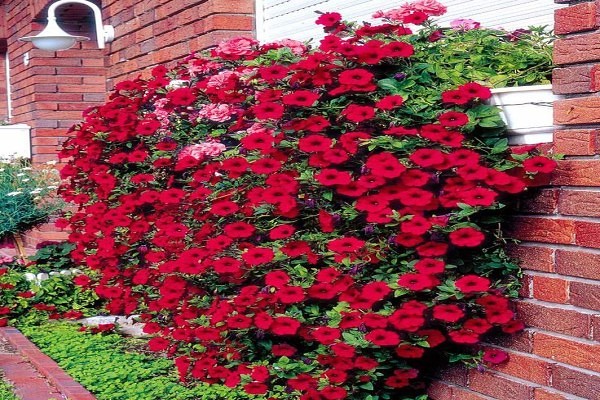 petunia gioconda photo