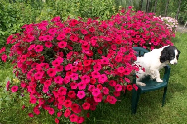 cascading petunias