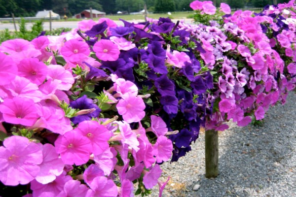 petunias ampelous + and cascade differences