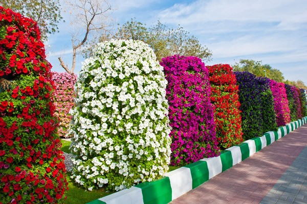 petunia cascading photo