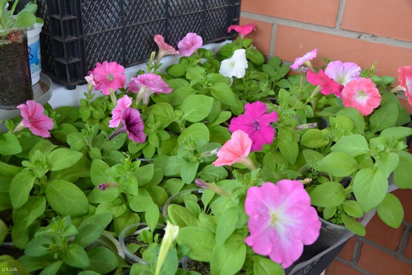 petunia mambo fotos