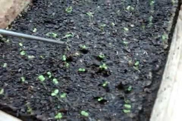 petunia starry night