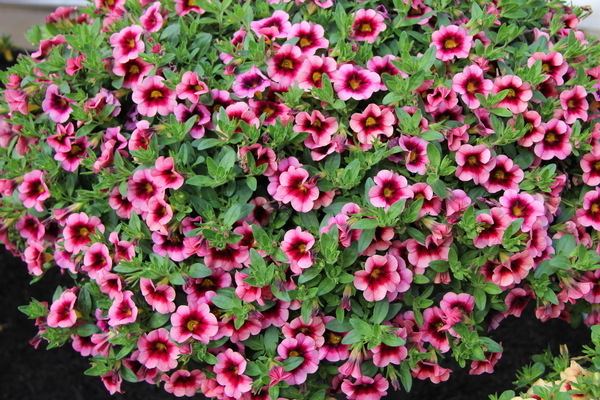 Petunia Calibrachoa: Foto, Hauptinformationen