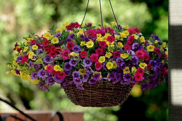 Petunia Calibrachoa: Foto des Auftritts