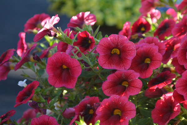 Warum die Sorte Kalibrachoa petunia eigentlich eine andere Pflanze ist