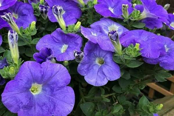 petunia blue