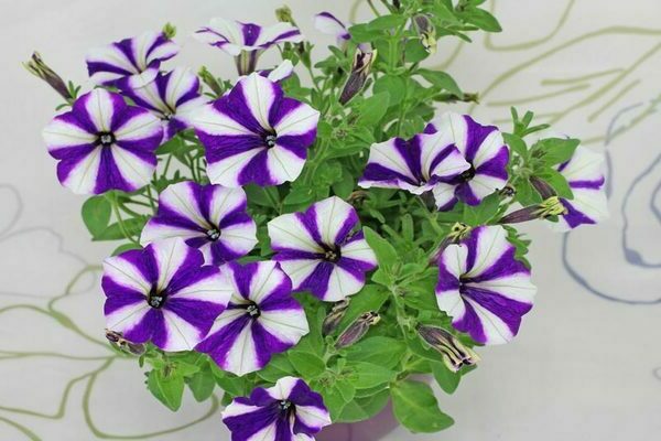 petunia blue